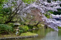 PRIMAVERA EN TOKIO