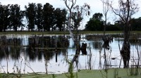 Naturaleza muerta