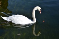 EL cisne blanco