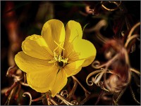 Flor patagnica