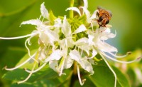 Abeja en flor