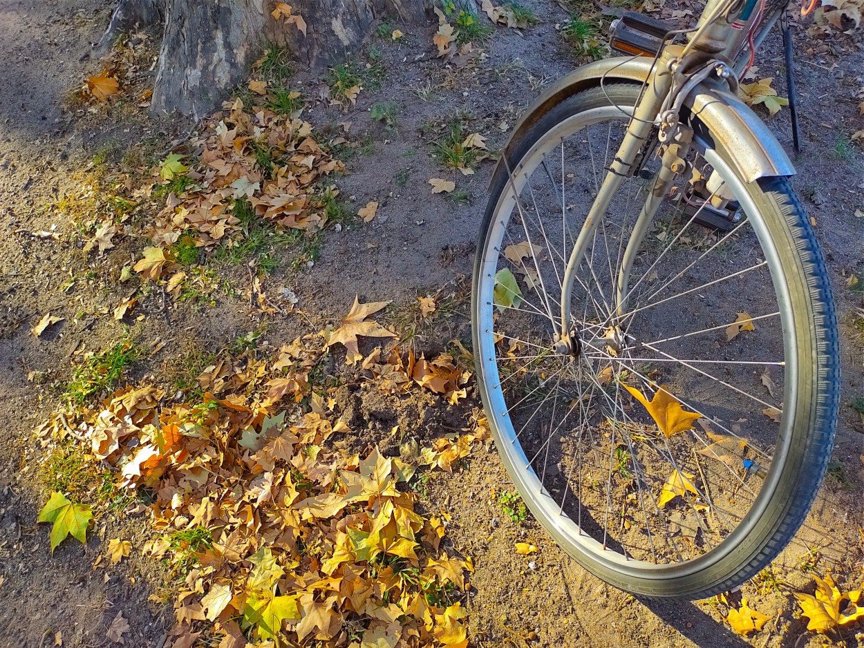 Pedaleando en otoo