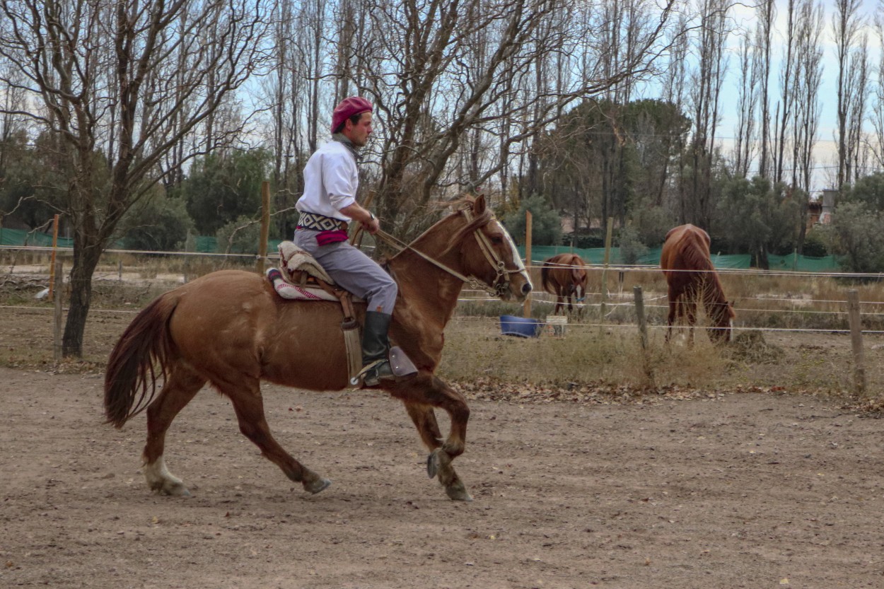 Caballito criollo