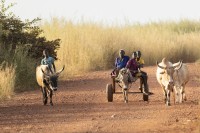 Camino de tierra (Gambia)
