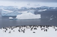 Pinguinos en la Antartida