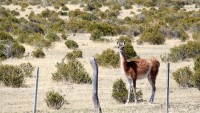 Guanaco