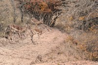 Los impala en su habitat