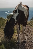 Caballo en los cerros cordobeses