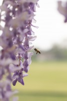La glicina y la abeja