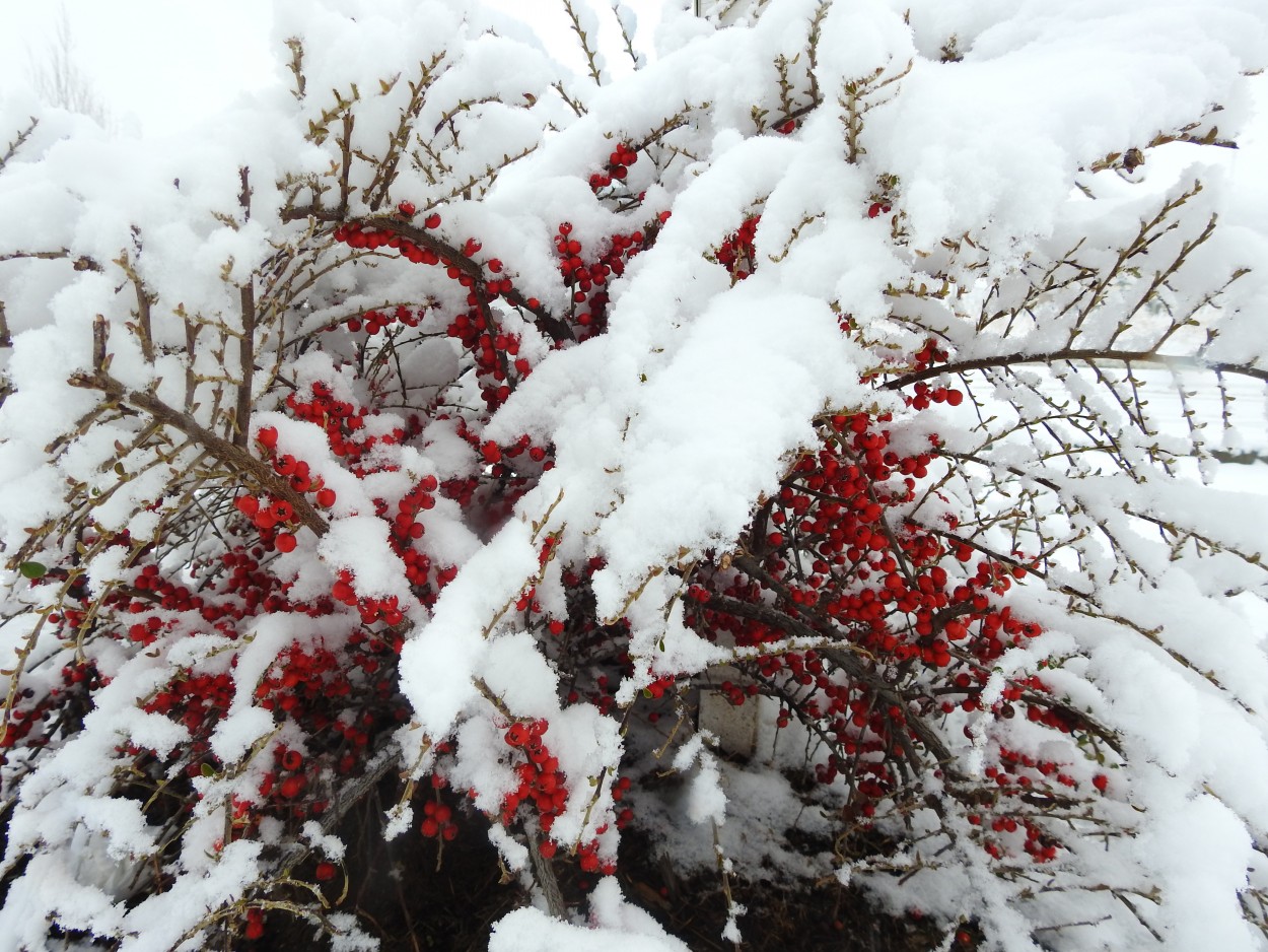 Bayas bajo nieve