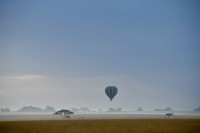 Niebla en el Serengeti