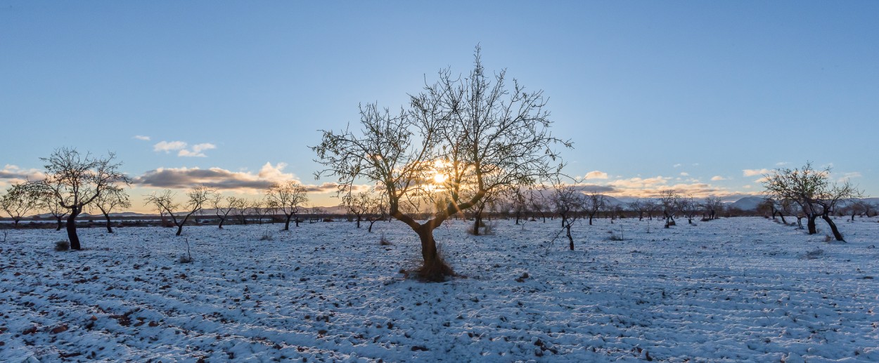 Nieve