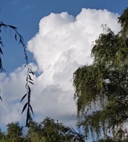 `NUBE DE ALGODON`