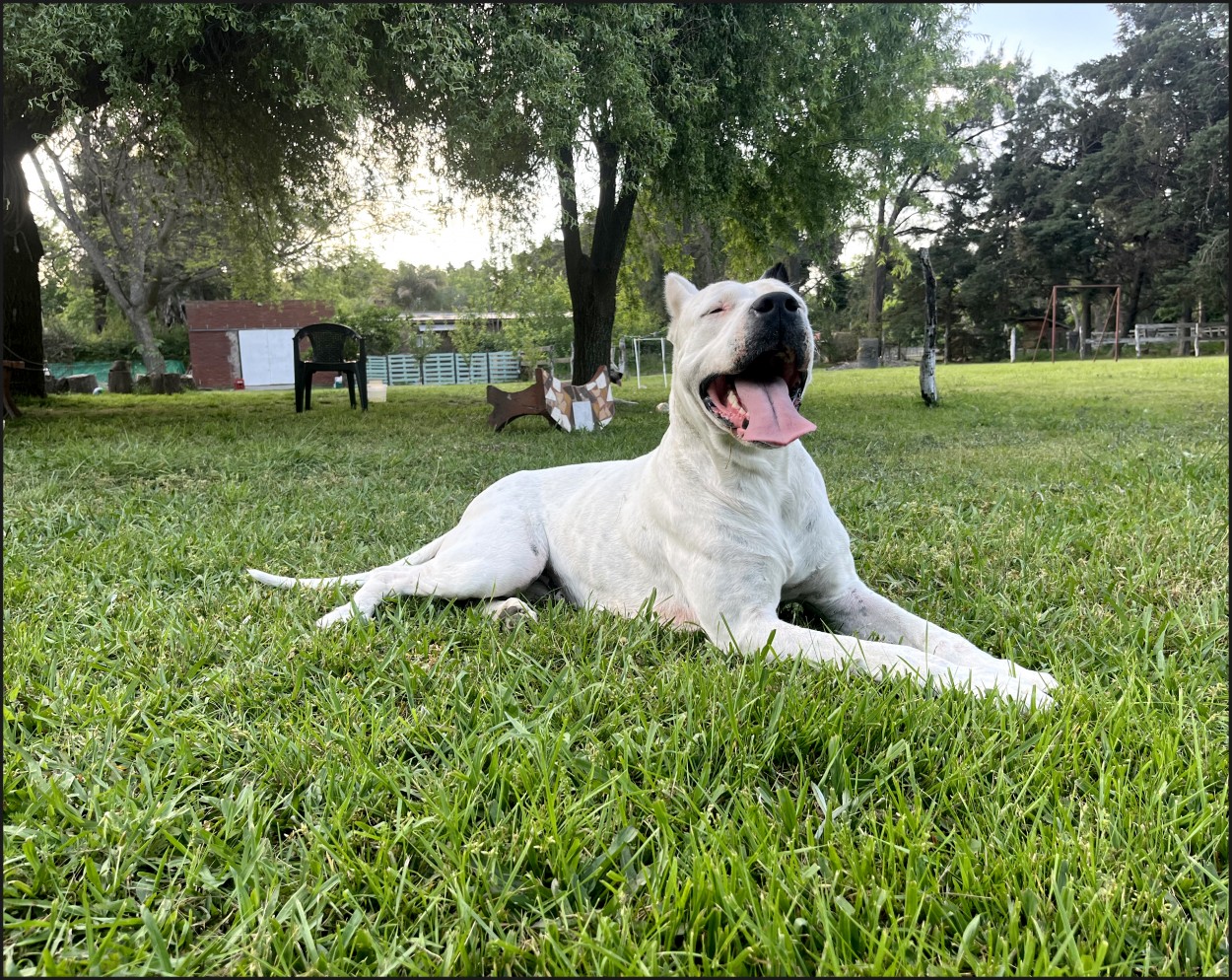 El porte de la hembra Dogo