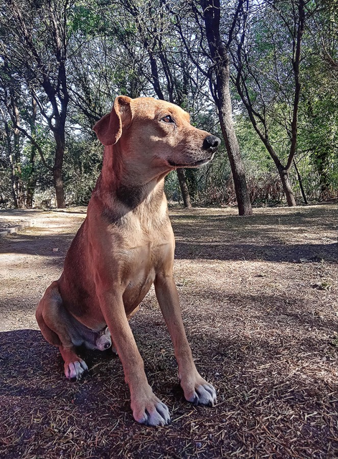 Pepe al Sol