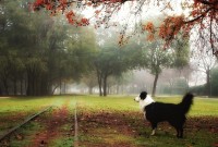 Paseo en la niebla