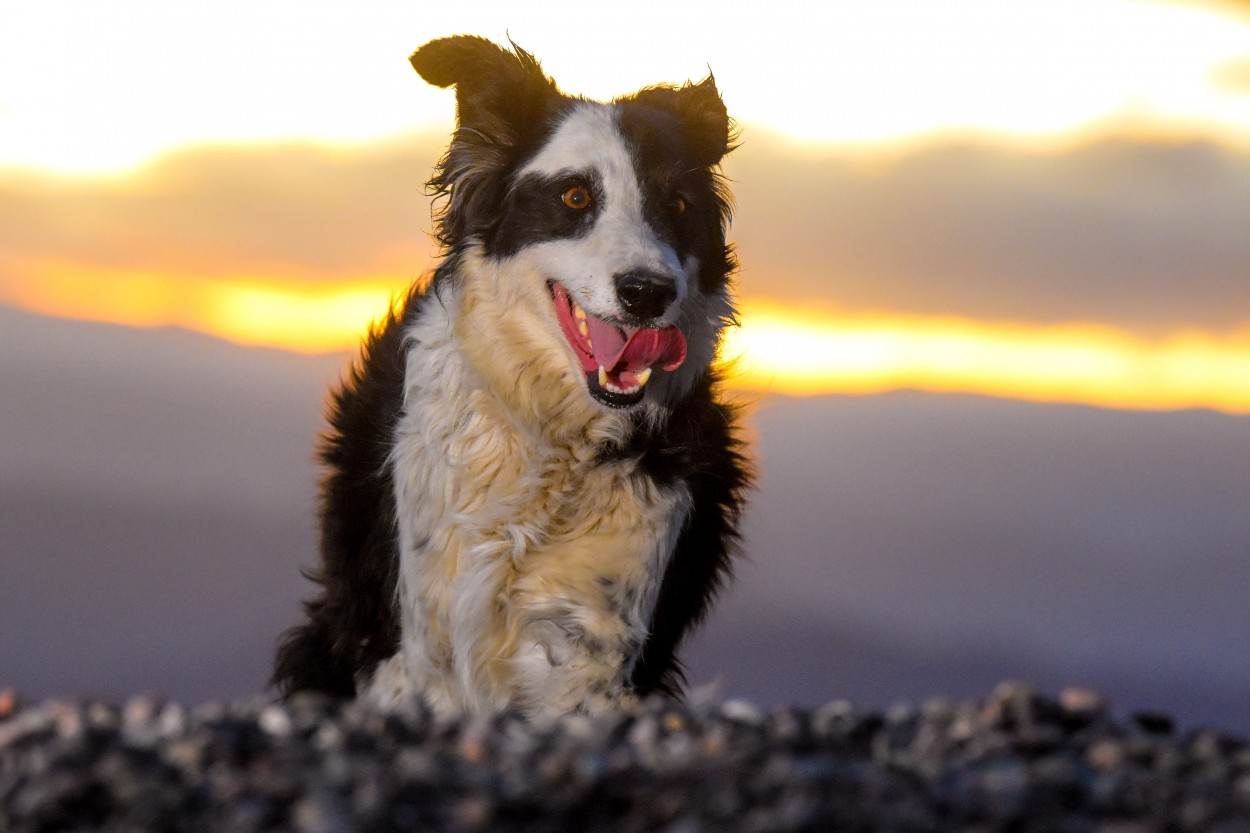 El Secreto de la Felicidad