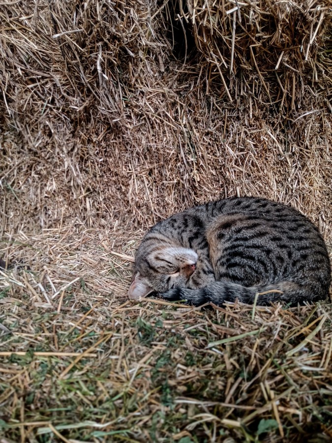 Siesta en el pajar