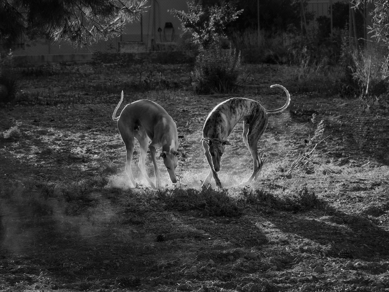 Galgos en simetra