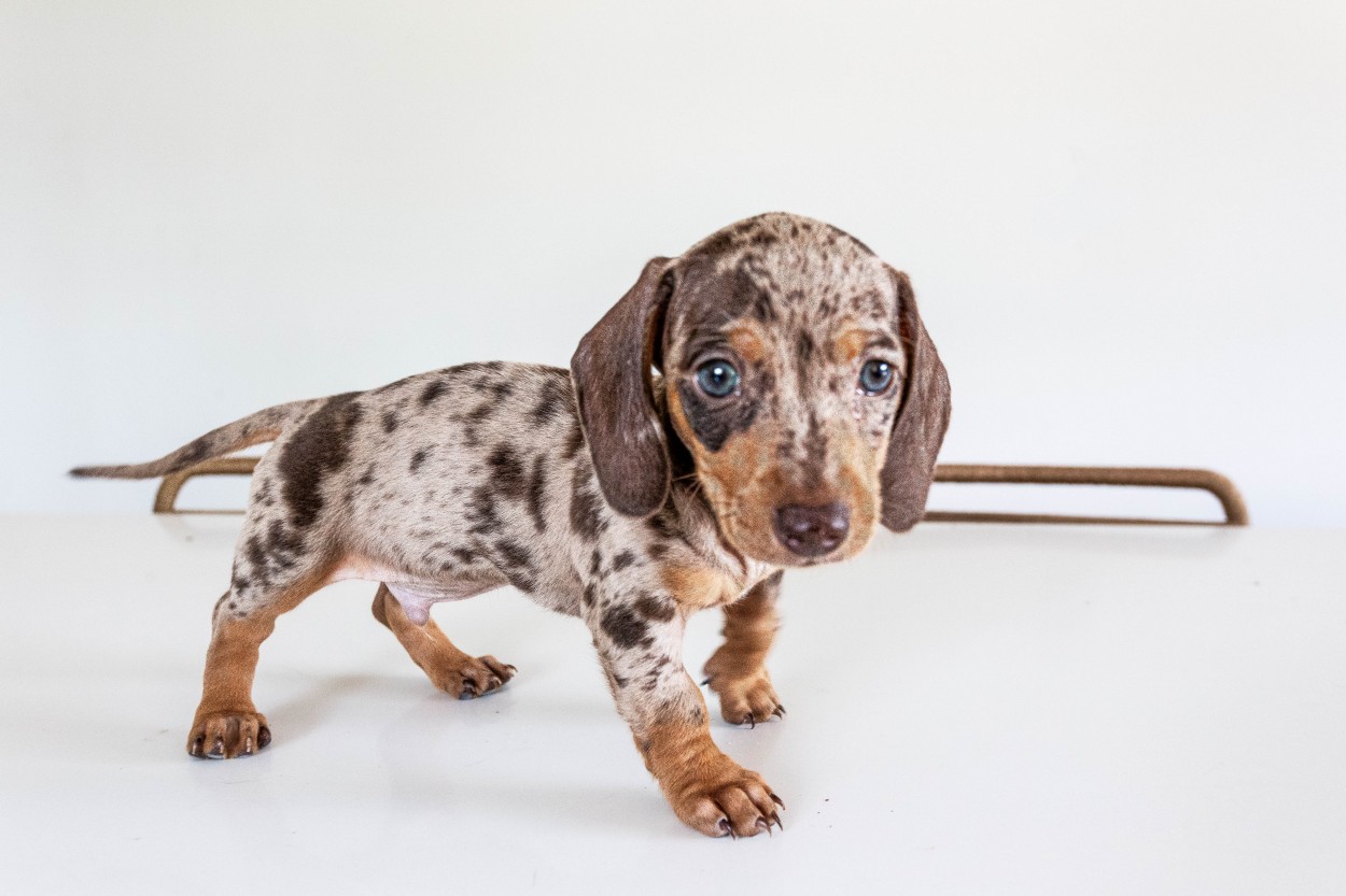 Dachshund