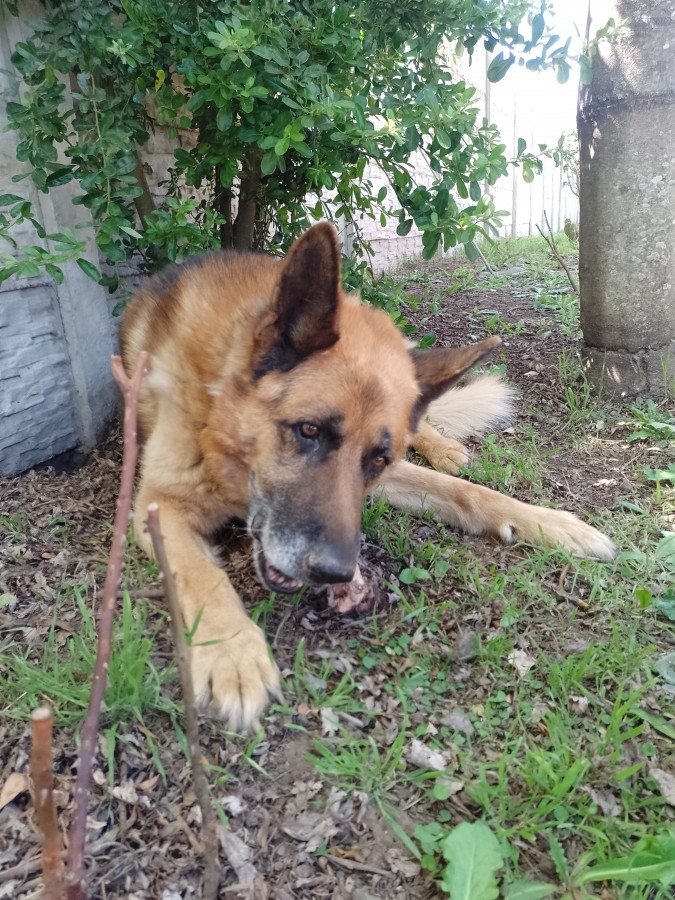 Siro comiendo