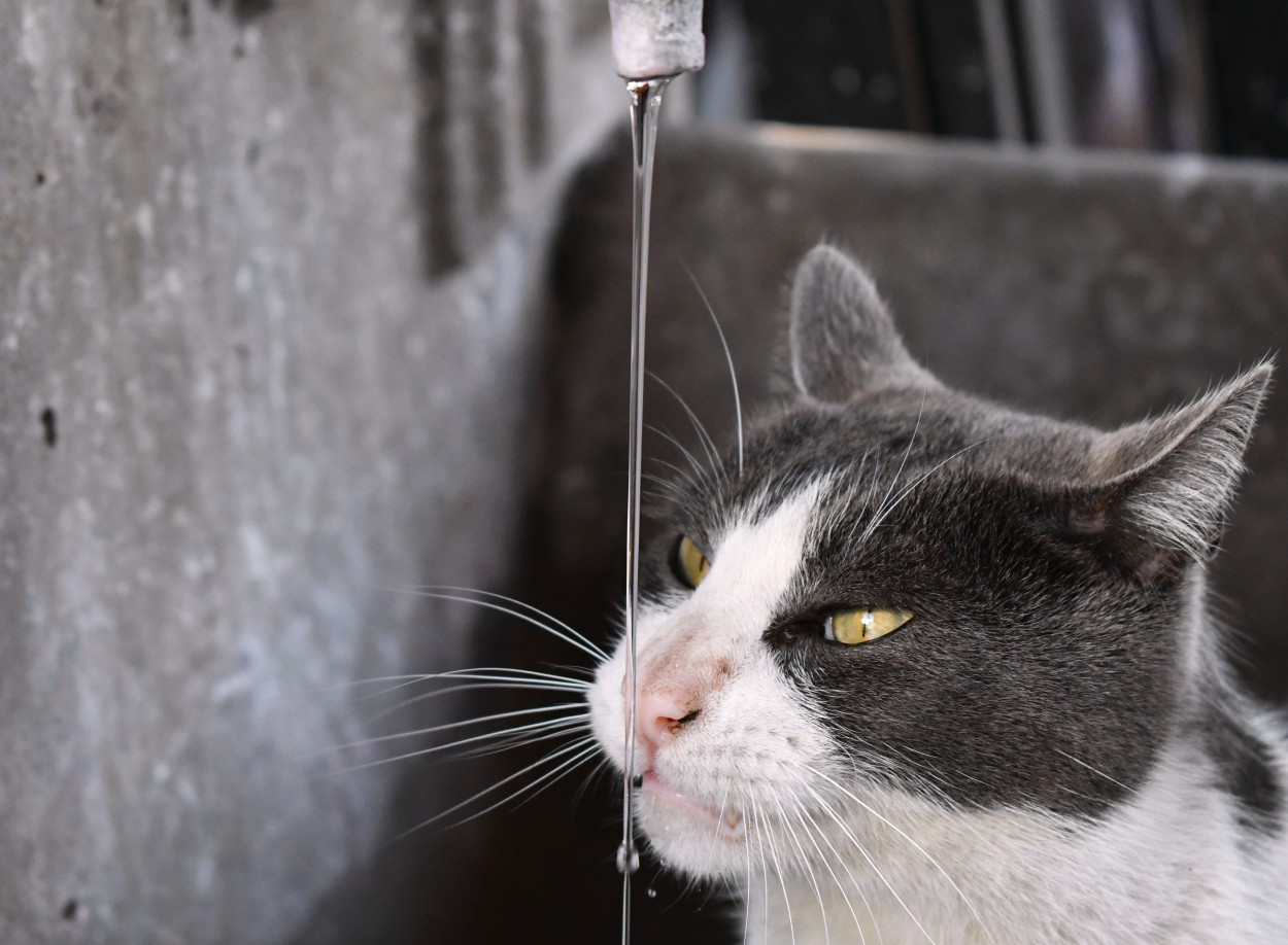 agua para el peregrino