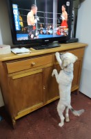 `ULISES MIRANDO UFC`