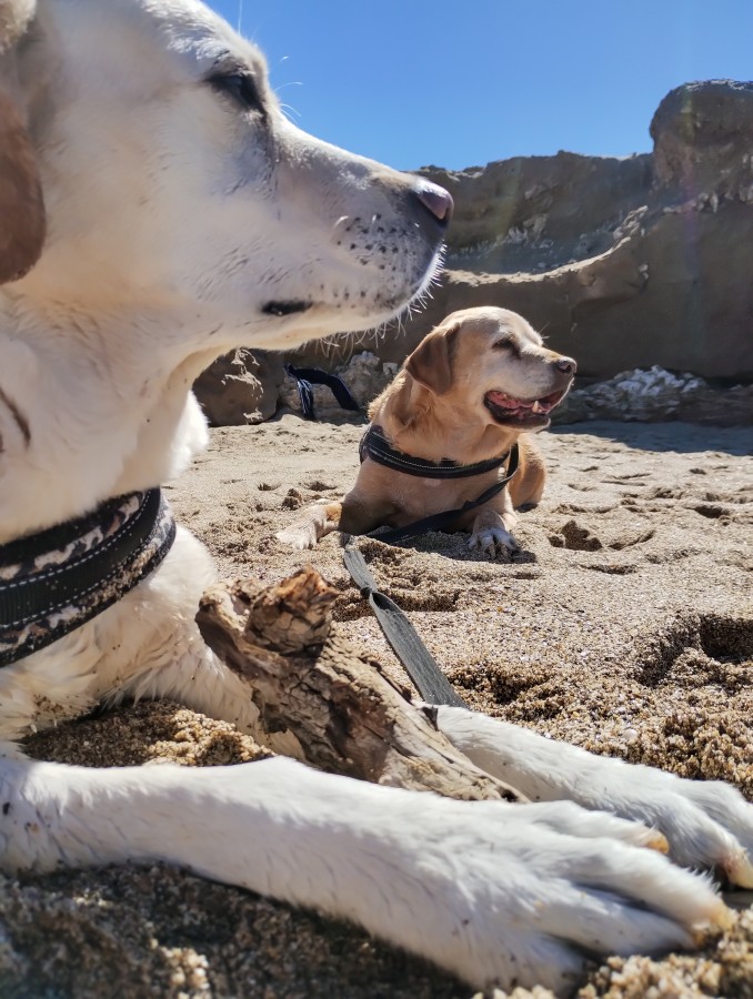 Labradores