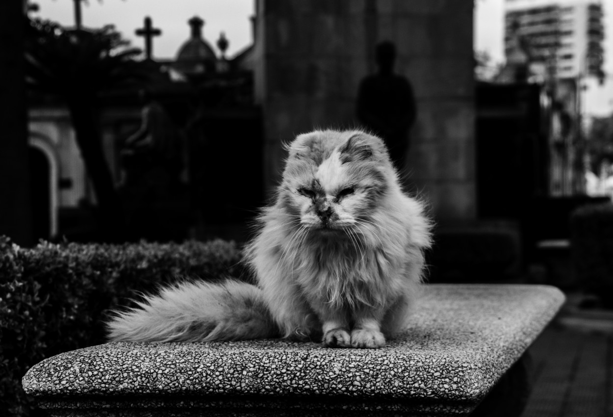 Guardin del cementerio