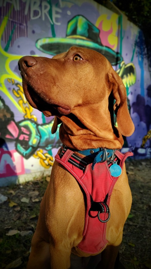 Jaco con sombrero