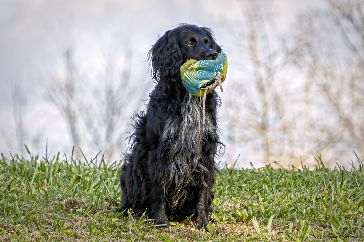 PELOTA REVENTADA