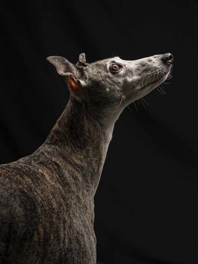 Galgo2