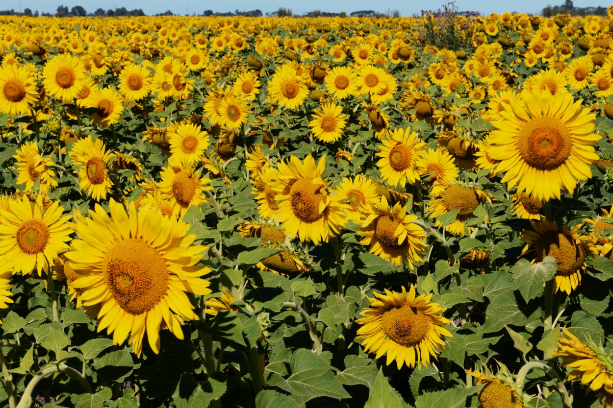 Girasoles