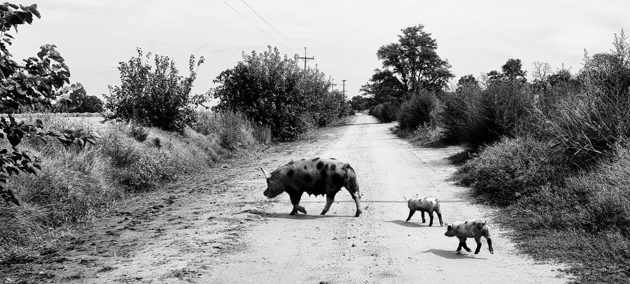 camino rural