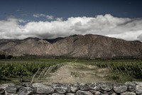 Viedos en Cafayate