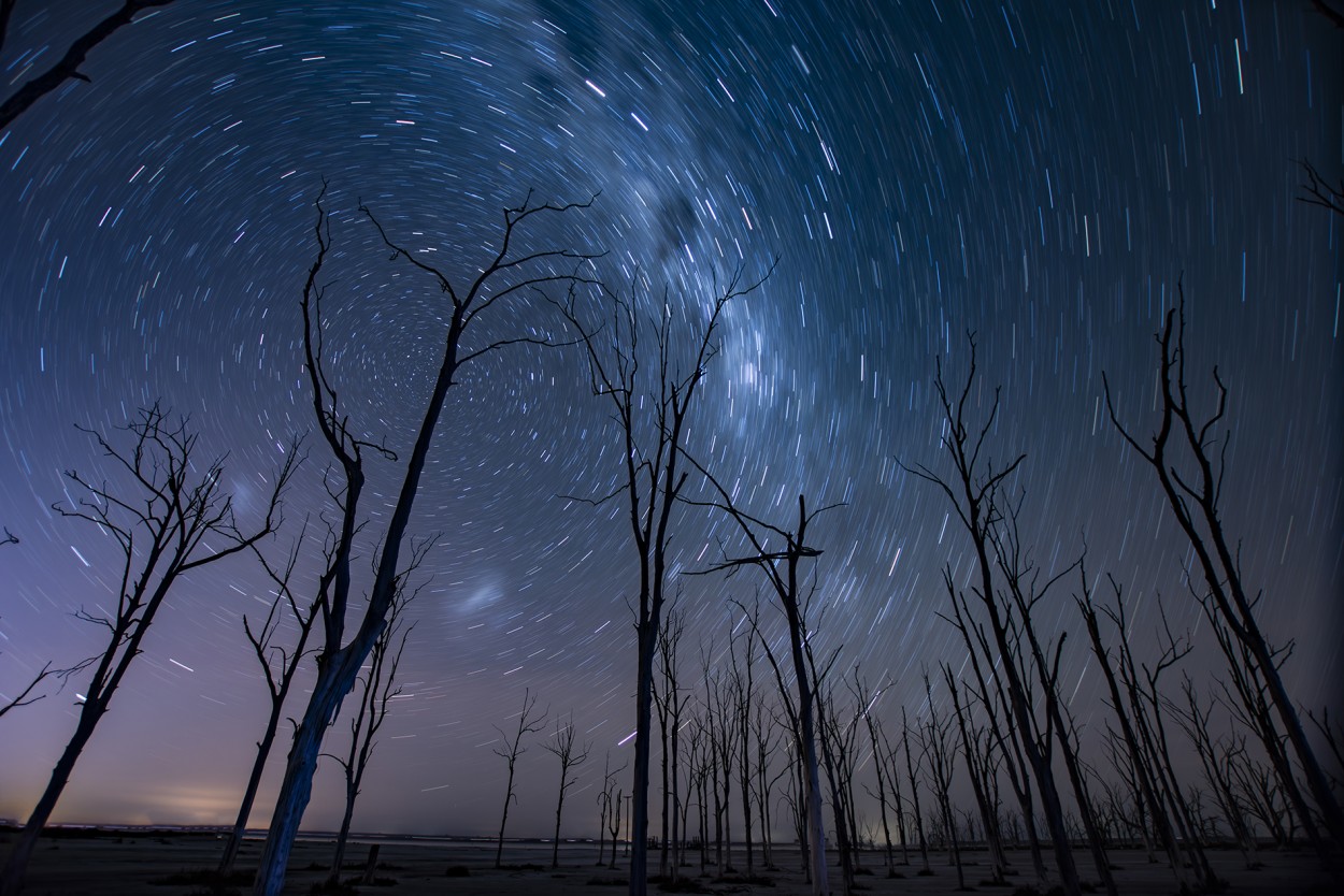 Baile de estrellas en un bosque olvidado