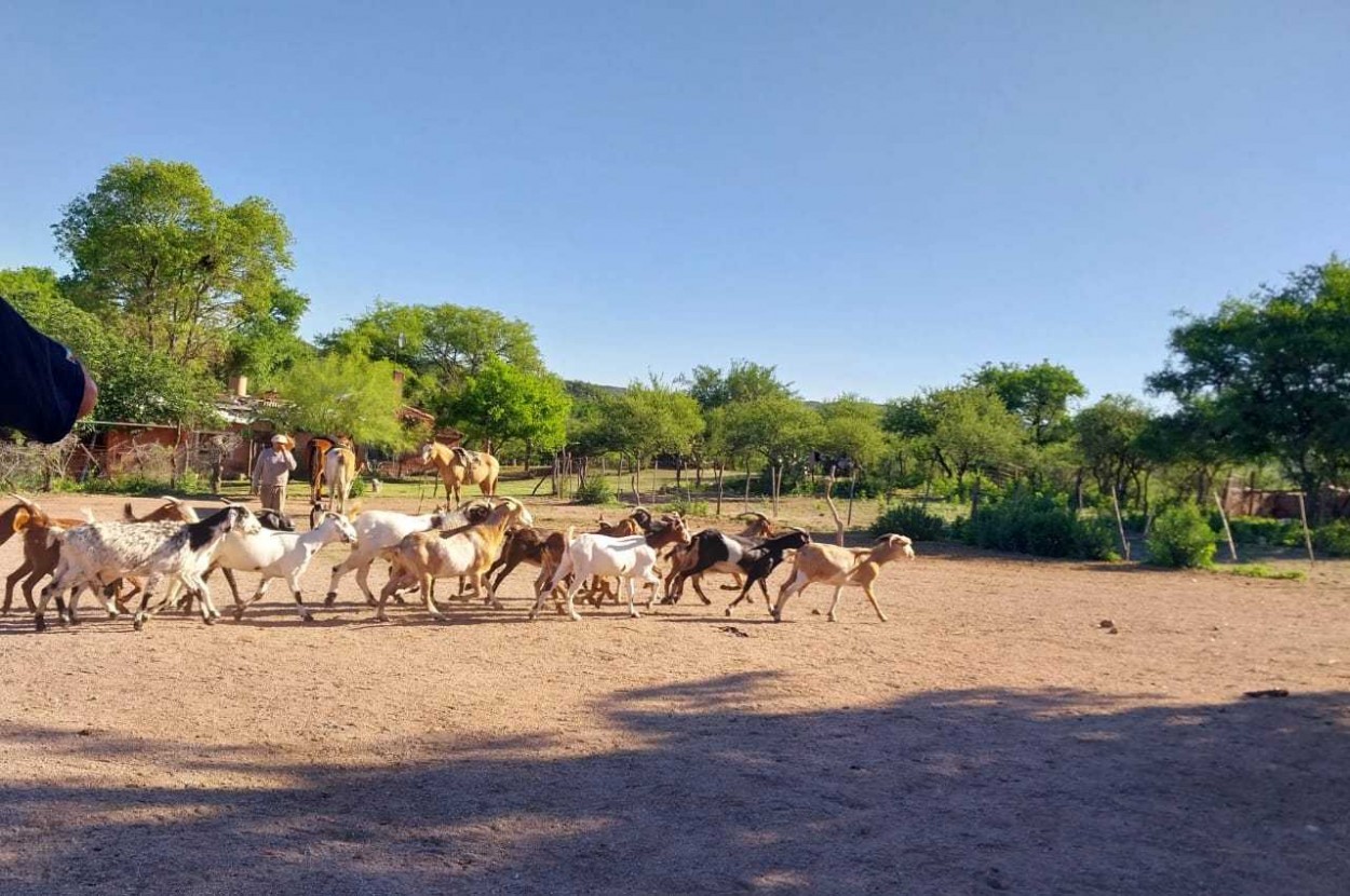 Vida de campo