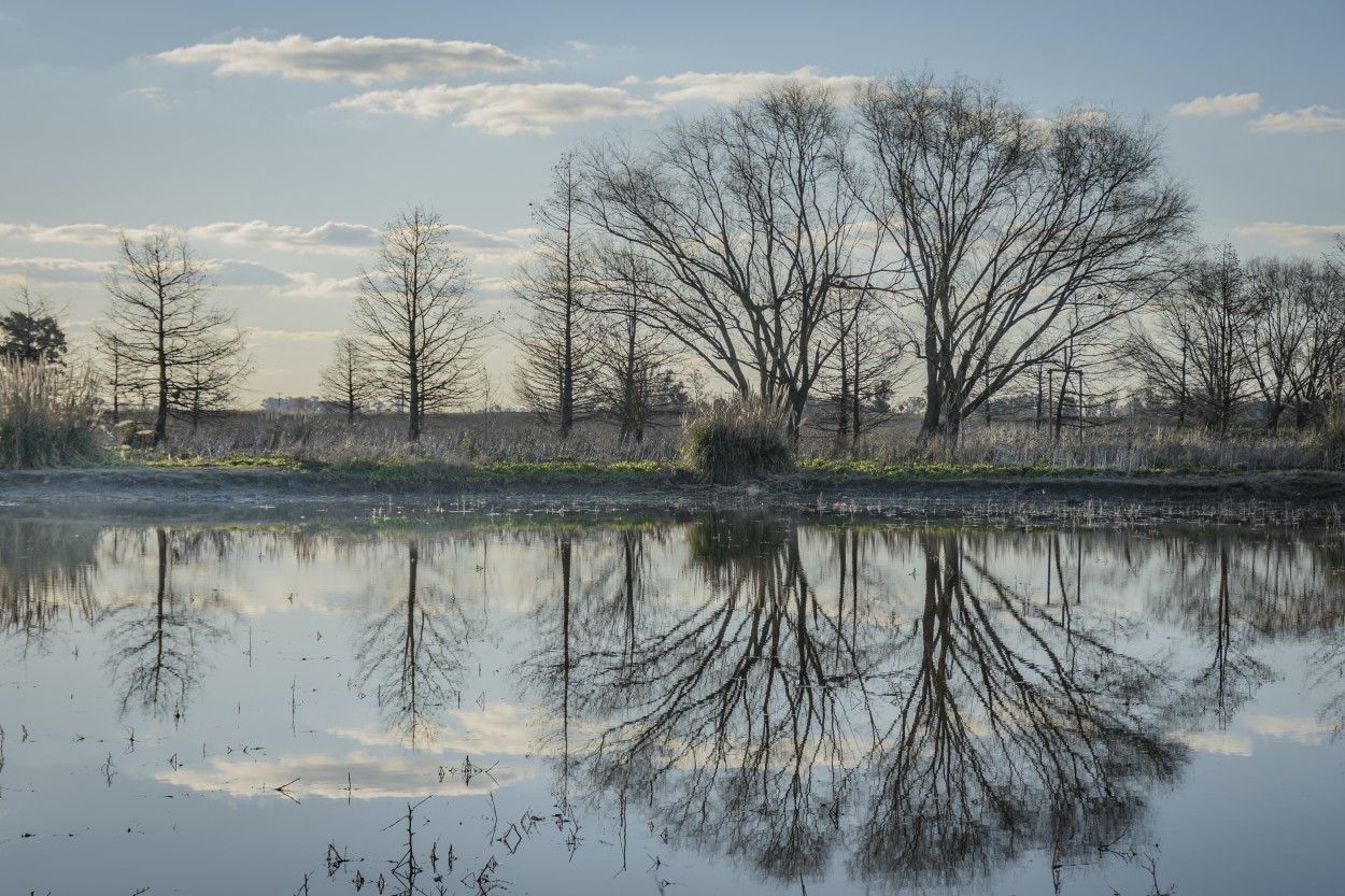 Reflejos