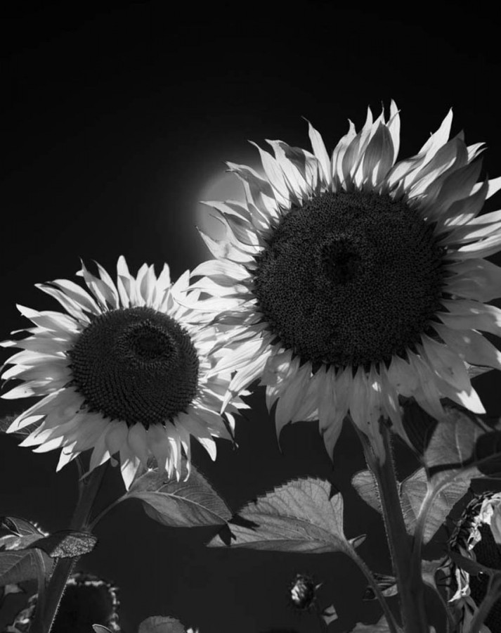 Girasoles