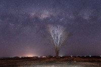 El arbol de Gondor esta en Junin