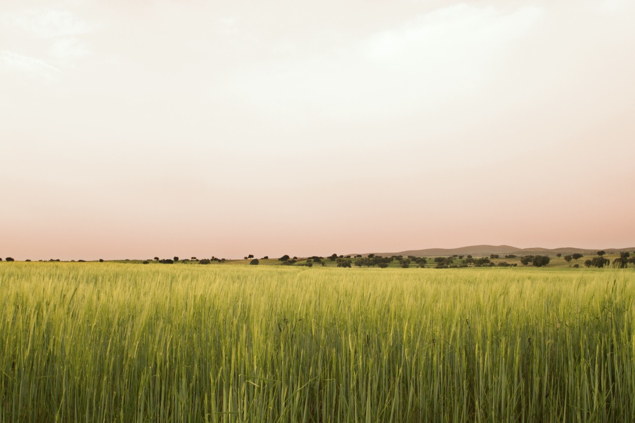 Campo de cereal