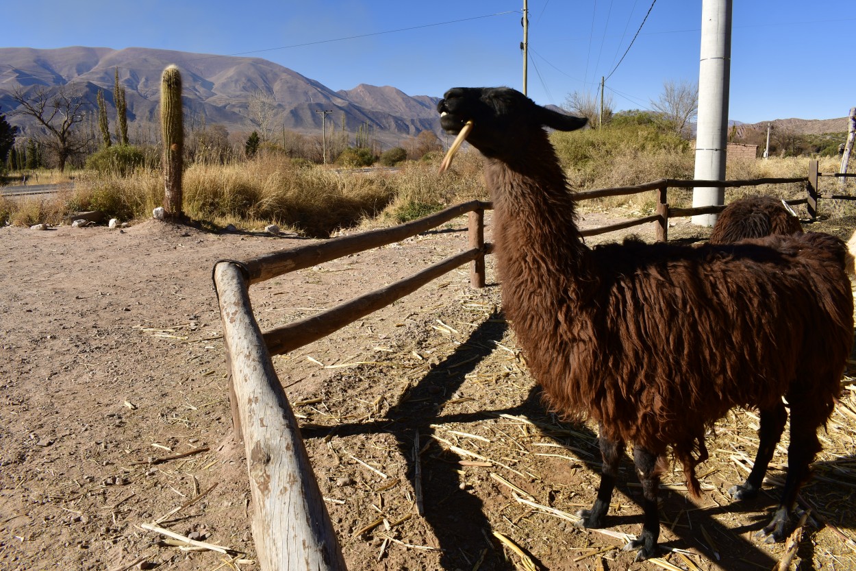 Llama Nortea