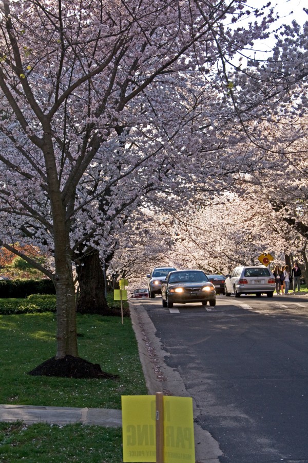 Cerezos en Flor - Washington DC