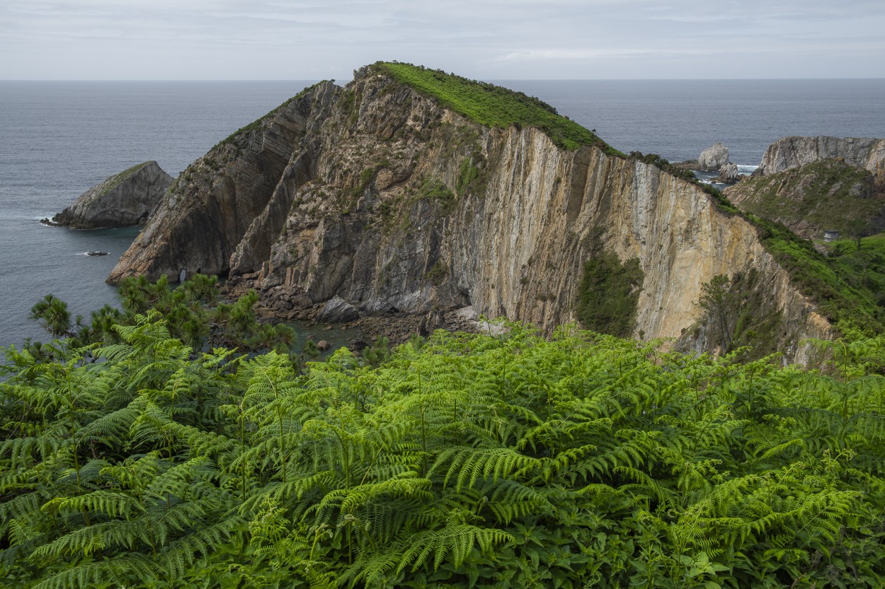 `Verde Inmensidad`. Lugar: Asturias, Espaa. (2023