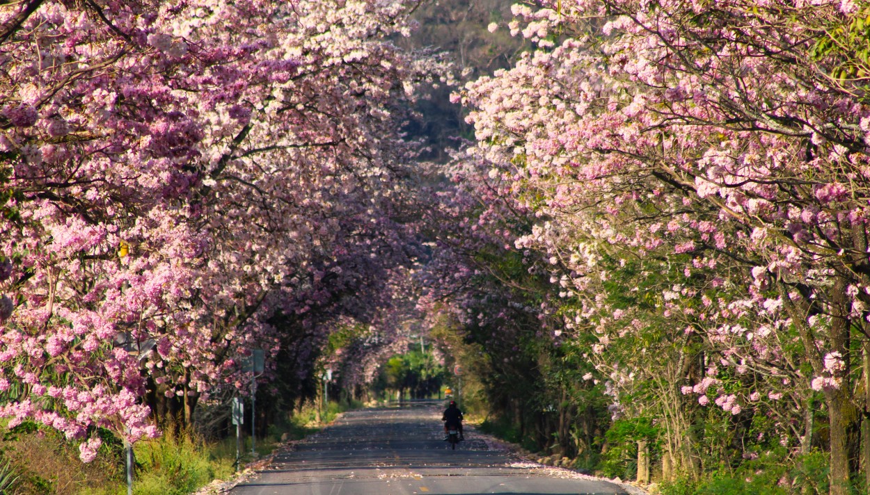 El tnel rosa