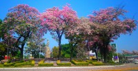 Valles en rosa