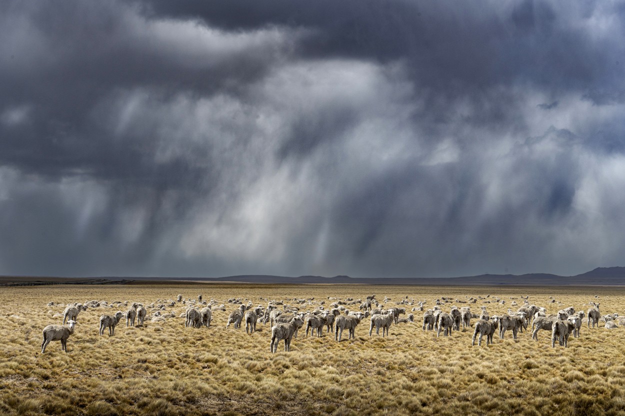 Ovejas y lluvia en el campo