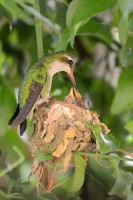 Naturaleza Pura