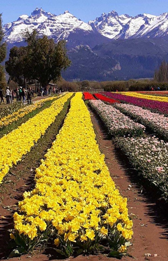 Campo de Tulipanes