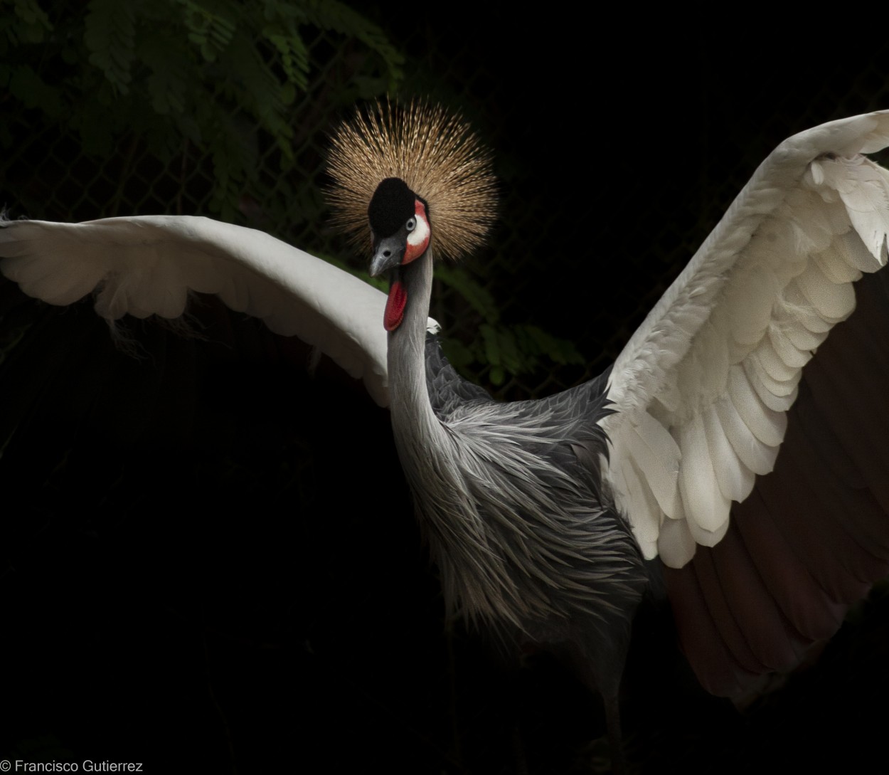 Grulla Coronada Gris